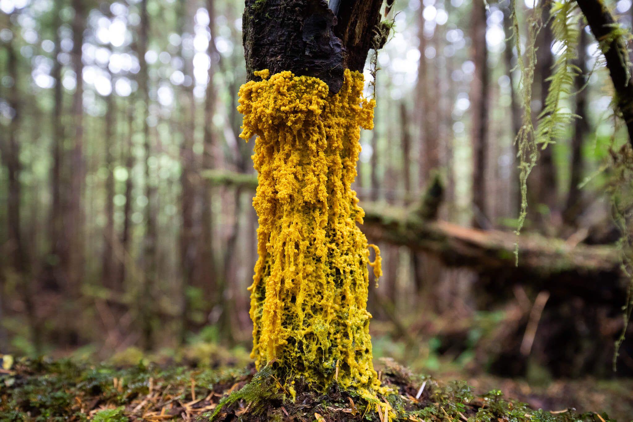 Despite their unappealing name, slime moulds aren’t actually mould or even fungi, but rather amebae, single-celled organisms with the ability to move and alter their shape. What makes these colourful organisms interesting? Their scientifically proven ability to map the best route to food.
Photo: TJ Watt Location: Vancouver Island, BC, Canada
