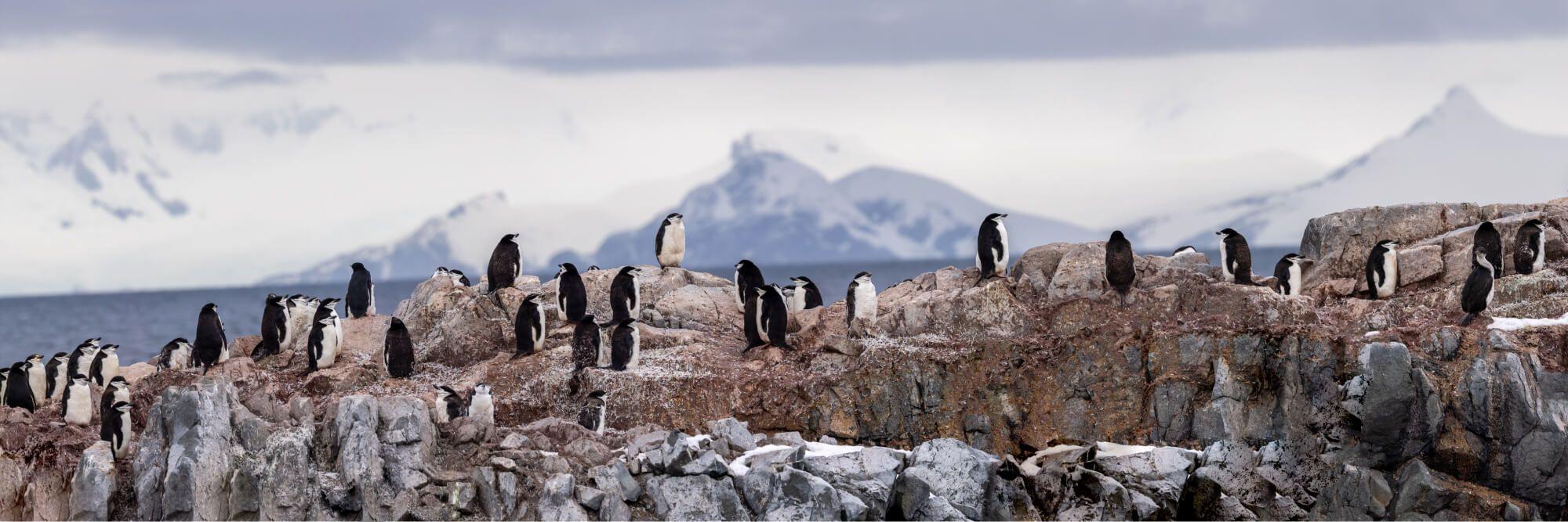 An Antarctic colony. Photographer: Artem Shestakov. Location: Antarctica.