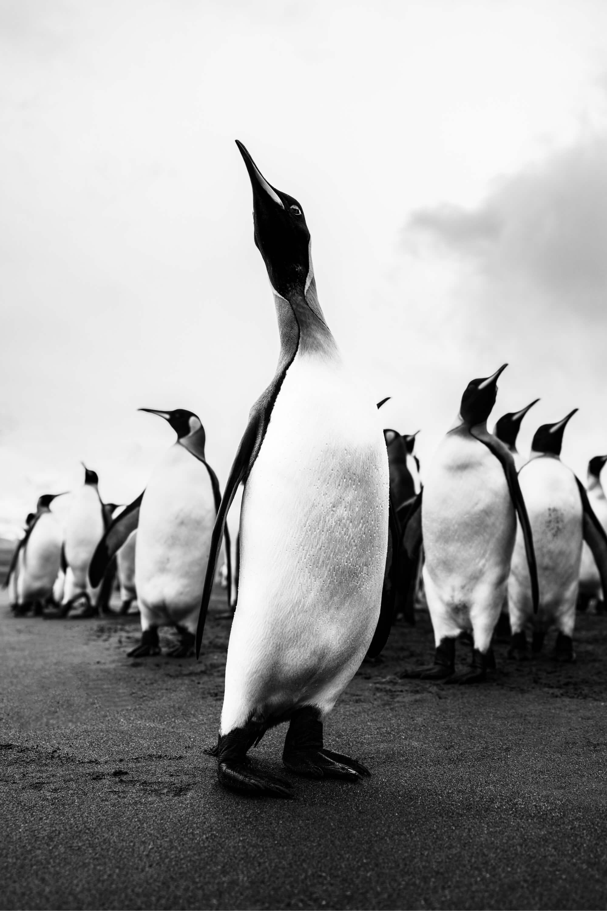 King of the Penguins. Photographer: Artem Shestakov. Location: Antarctica.