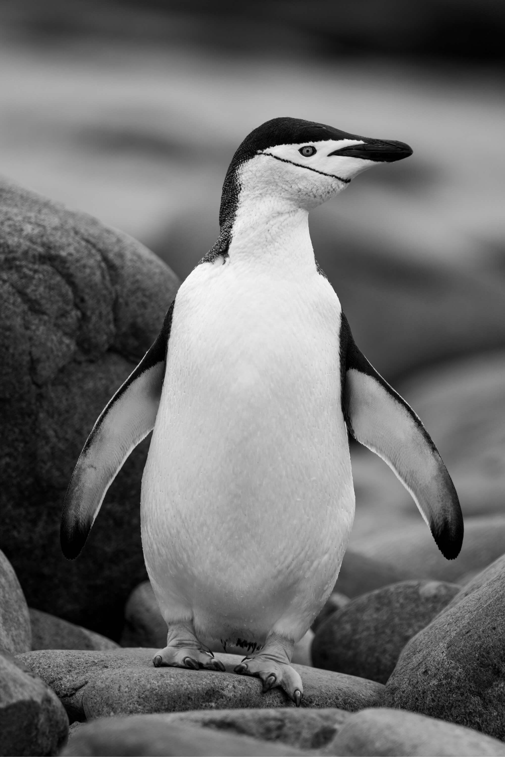 The distinctive look of a Chinstrap penguin. Photographer: Artem Shestakov. Location: Antarctica.