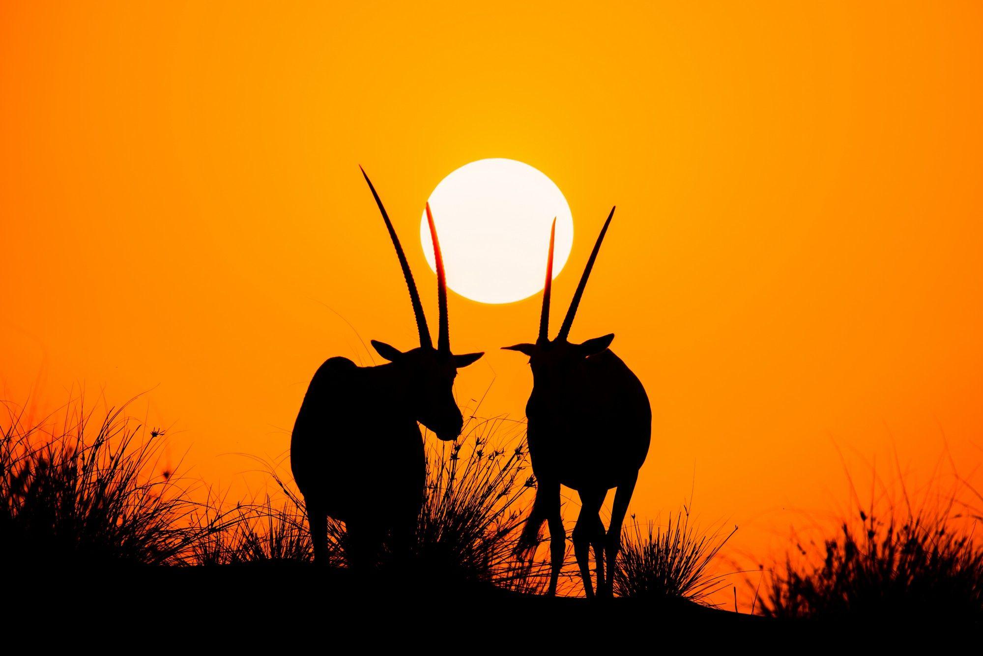 المها الشامخ