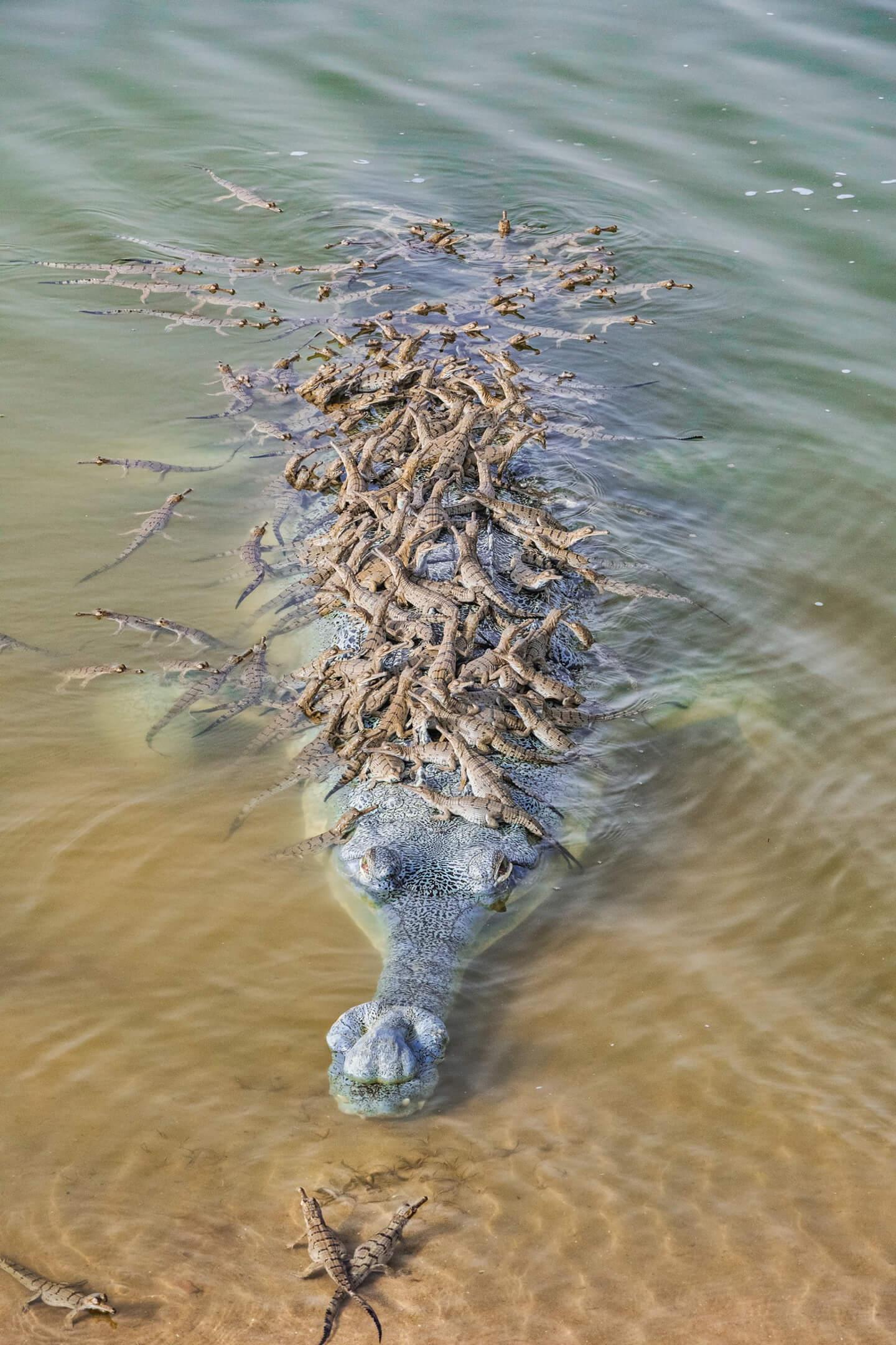A mother gharial does her best to carry a group of her young through the murky, dangerous water.
Photographer: Santosh Kumar Jana Location: India