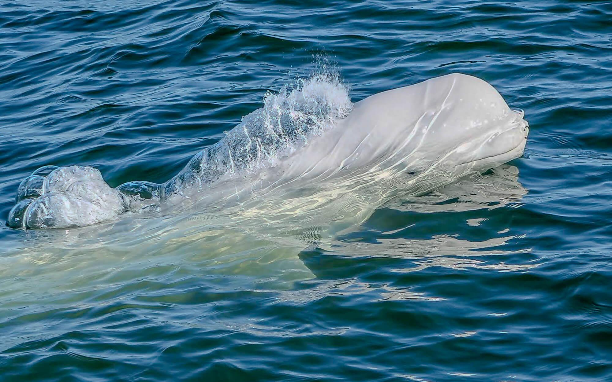 A Beluga whale breaches in the cold waters of the Arctic.
Photographer: Valeria Vergara