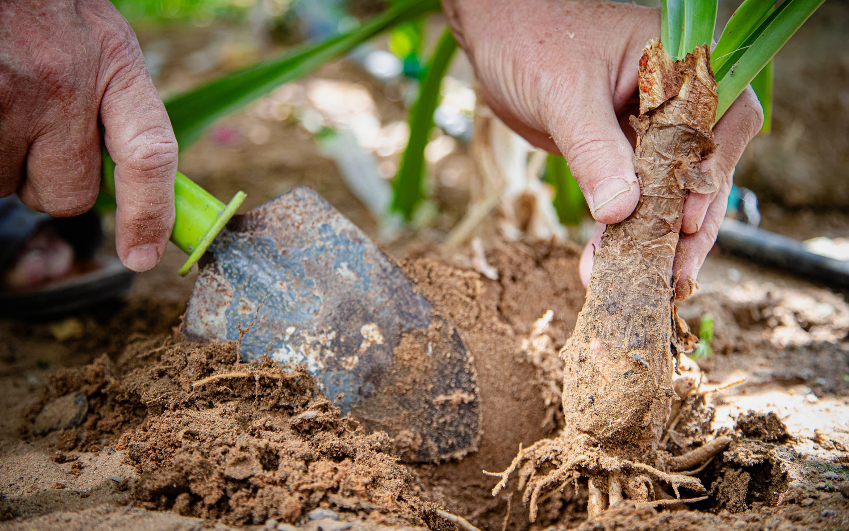 يد الأوسي وسط الطين والزرع الذي تعلق به من أيام بيته في العراق
المصدر: ذا كلايمت ترايب