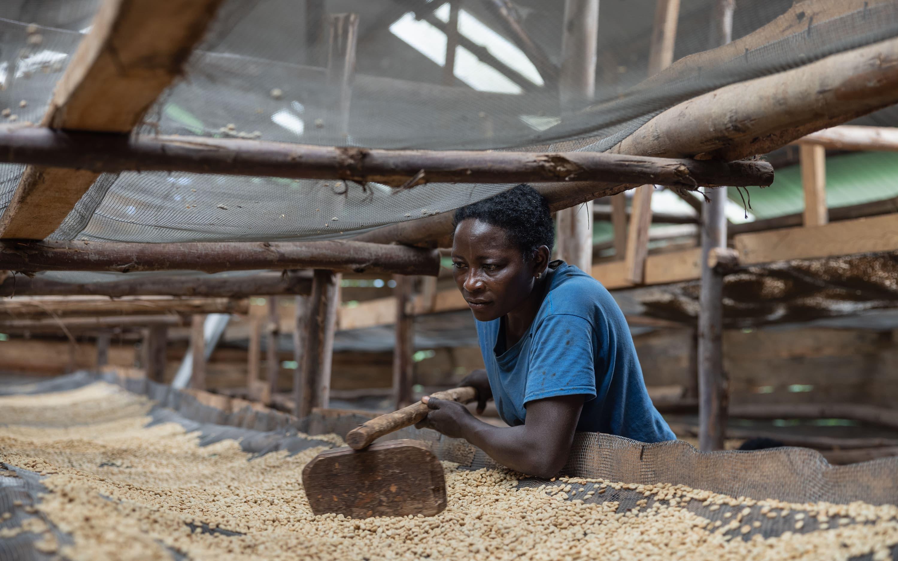 The organisation's Gorilla Conservation Coffee initiative has grown from 75 farmers to 630, with women's participation expanding from just five to 230 farmers.
Photo: Gorilla Conservation Coffee