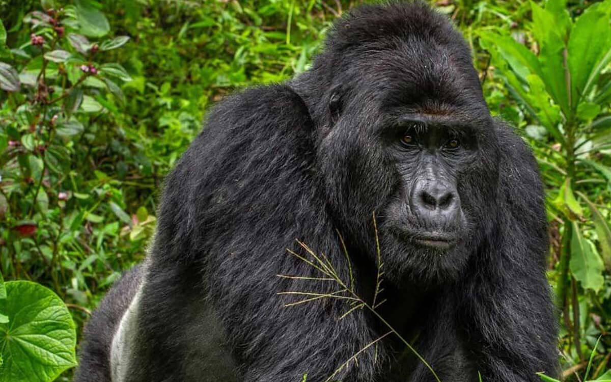 A silverback gorilla in its native habitat at Bwindi Impenetrable National Park, Uganda.
Photo: Gladys Kalema-Zikusoka