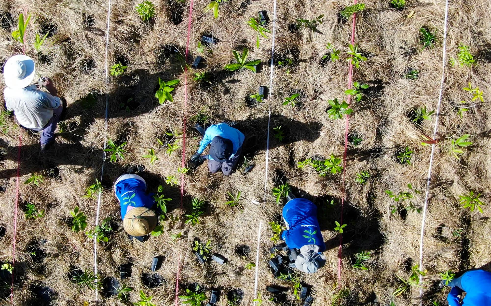 SUGi volunteers use the Miyawaki planting method.
Photo: Courtesy of SUGi