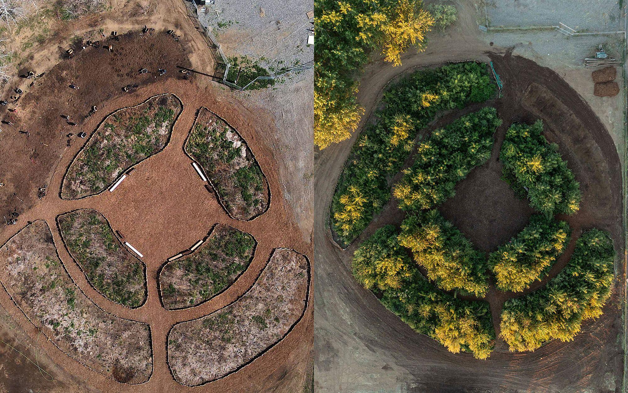 A before and after of a pocket forest in Yakama Nation, Washington, USA.
Photo: Courtesy of SUGi