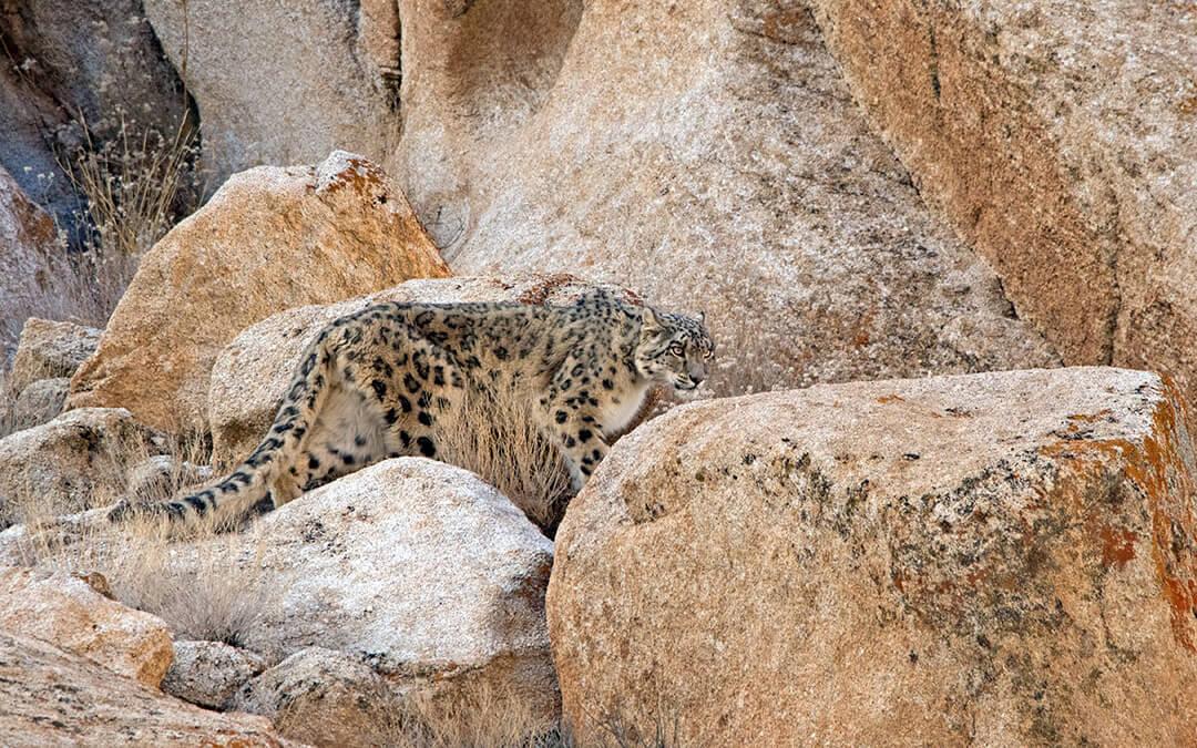 There are only an estimated 2700 – 3900 mature snow leopards globally. Of these, an estimated 718 snow leopards reside in the Indian Himalayas.
Photo: Snow Leopard Conservancy - India Trust