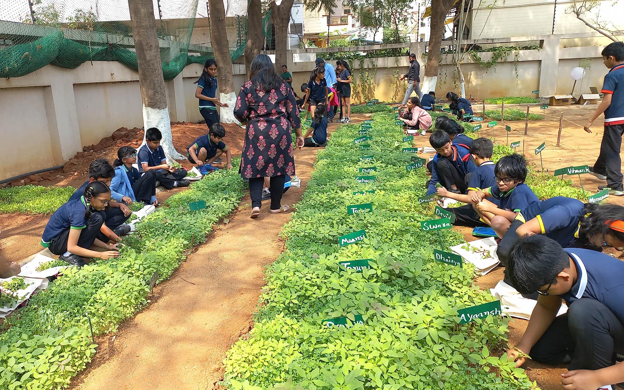 Children who initially recoiled from mud soon arrive wearing clothes they can get dirty in, eagerly jumping in puddles. The farm becomes a sanctuary from urban environments and digital distractions.
Photo: Organo Et School