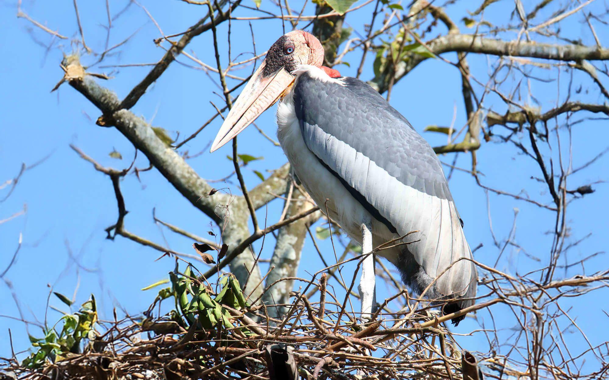 The greater adjutant, locally known as ‘Hargila’ (bone swallower), stands at five feet tall with an eight-foot wingspan.
Photo: The Hargila Army