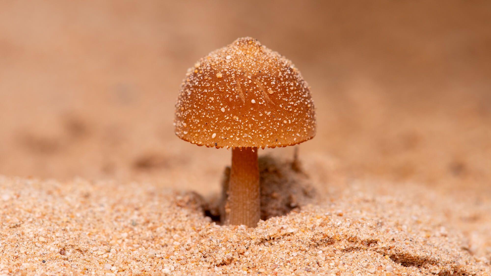 A native mushroom grows out of the arid landscape of the UAE sands.
Photo: Terra Expo Dubai