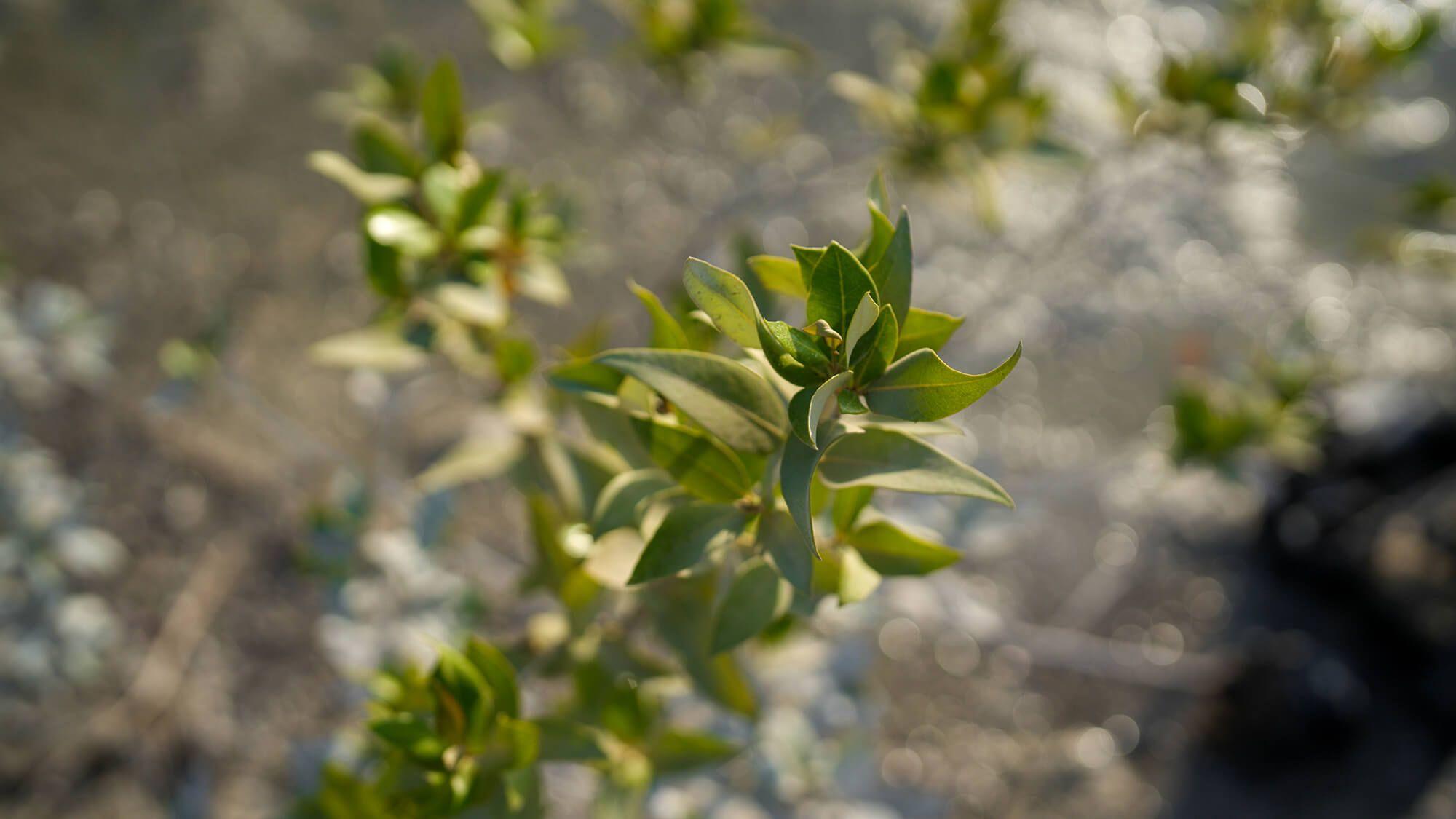 Jane Goodall: A Message of Hope