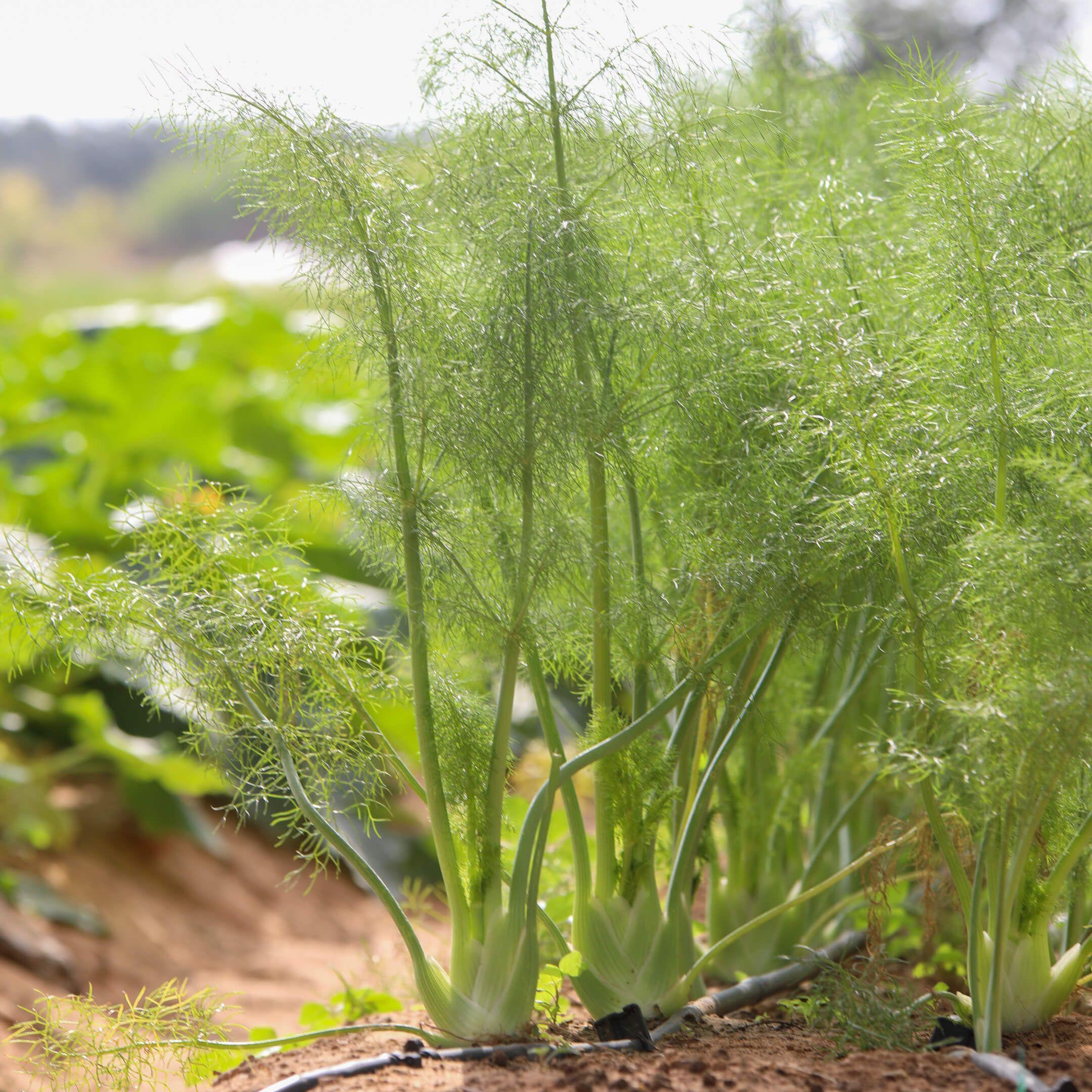 While buying local is often the better option, access to fresh produce is a privilege.
Photo: The Climate Tribe