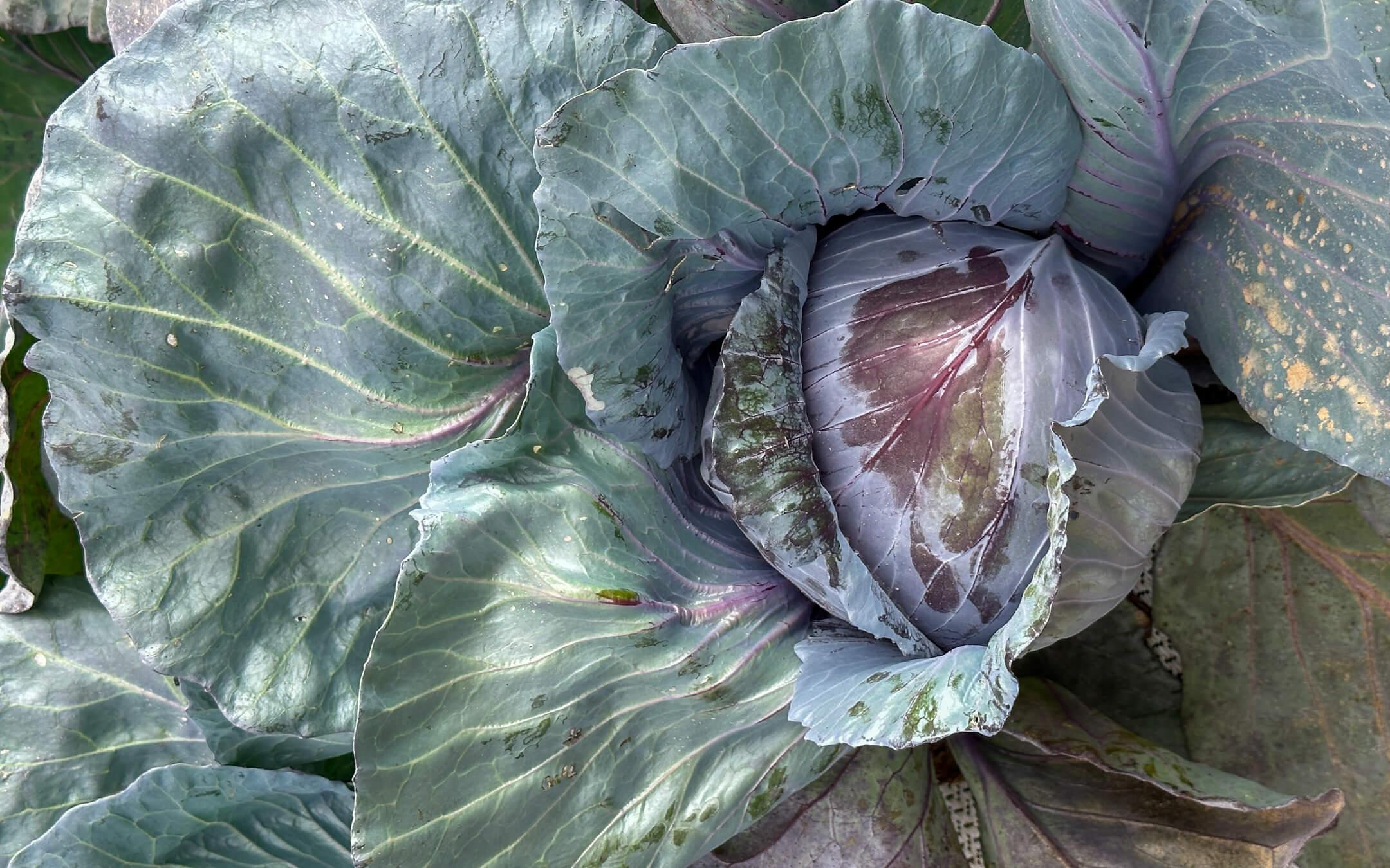 The messaging around food and sustainable dining is complicated; In Dubai, two women are navigating the issue with empathy.
Photo: The Climate Tribe