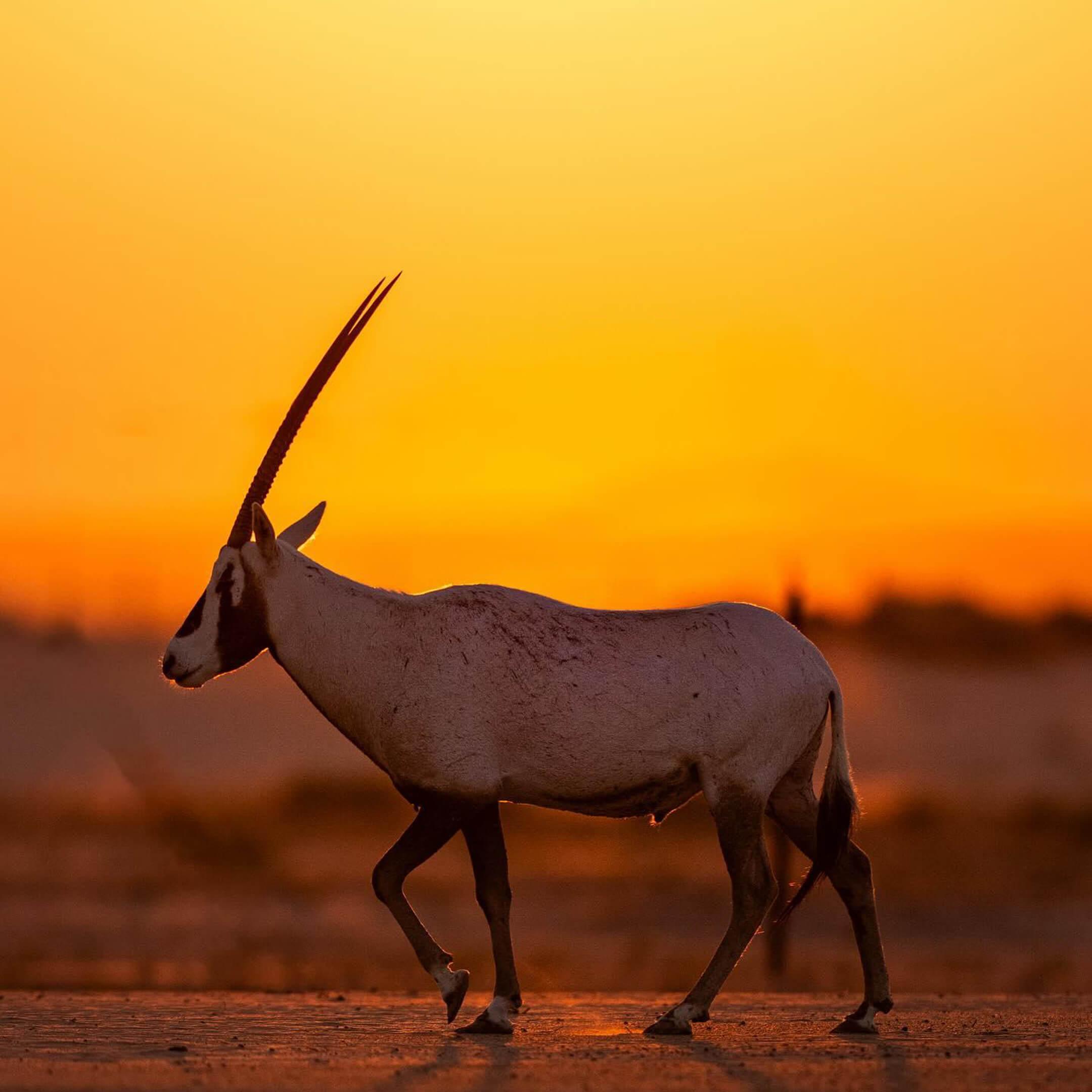 غزال المها وهو جنس من الظباء الصحراوية التي تقطن شبه الجزيرة العربية وأجزاء مختلفة من قارة أفريقيا، بيضاء اللون وذات جسد متناسق وعينين كبيرتين جميلتين
تصوير عبد الله الحتاوي