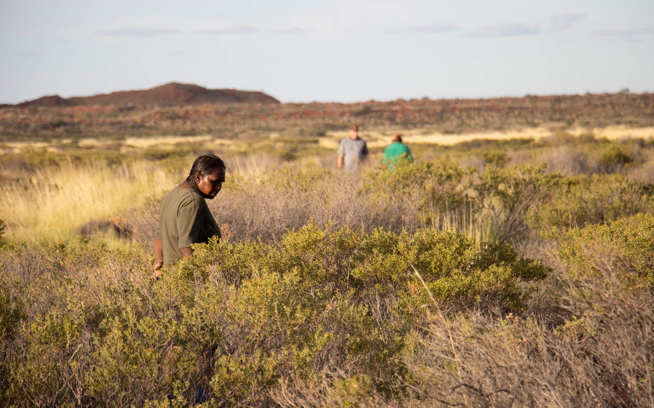 Kanyirninpa Jukurrpa Martu Ranger Jenny looks for signs of mulyamiji (great desert skink).
Photo: Kanyirninpa Jukurrpa