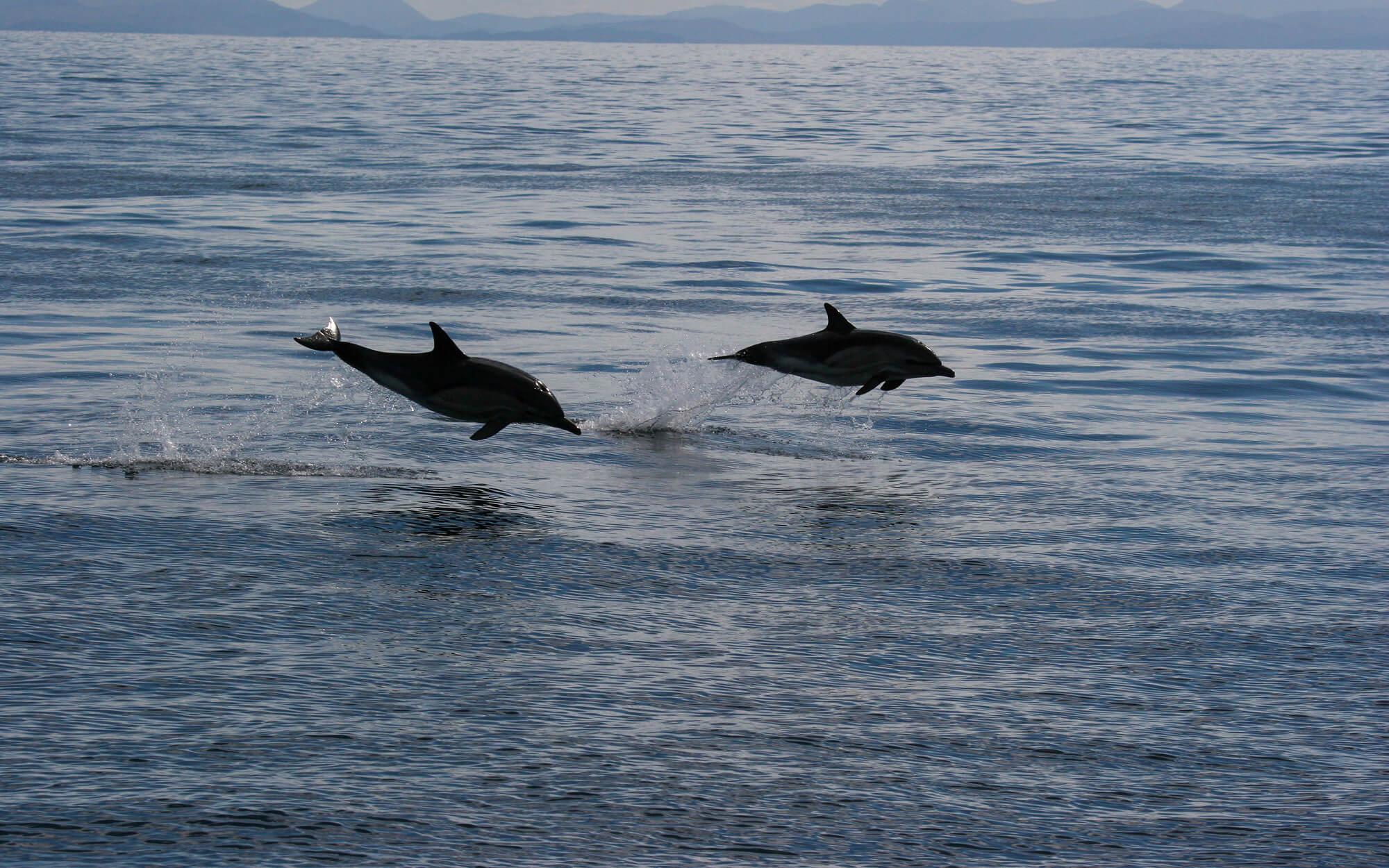 Two porpoises leap out of the water, showing off their incredible acrobatic skills.
Photo: Hebridean Whale and Dolphin Trust