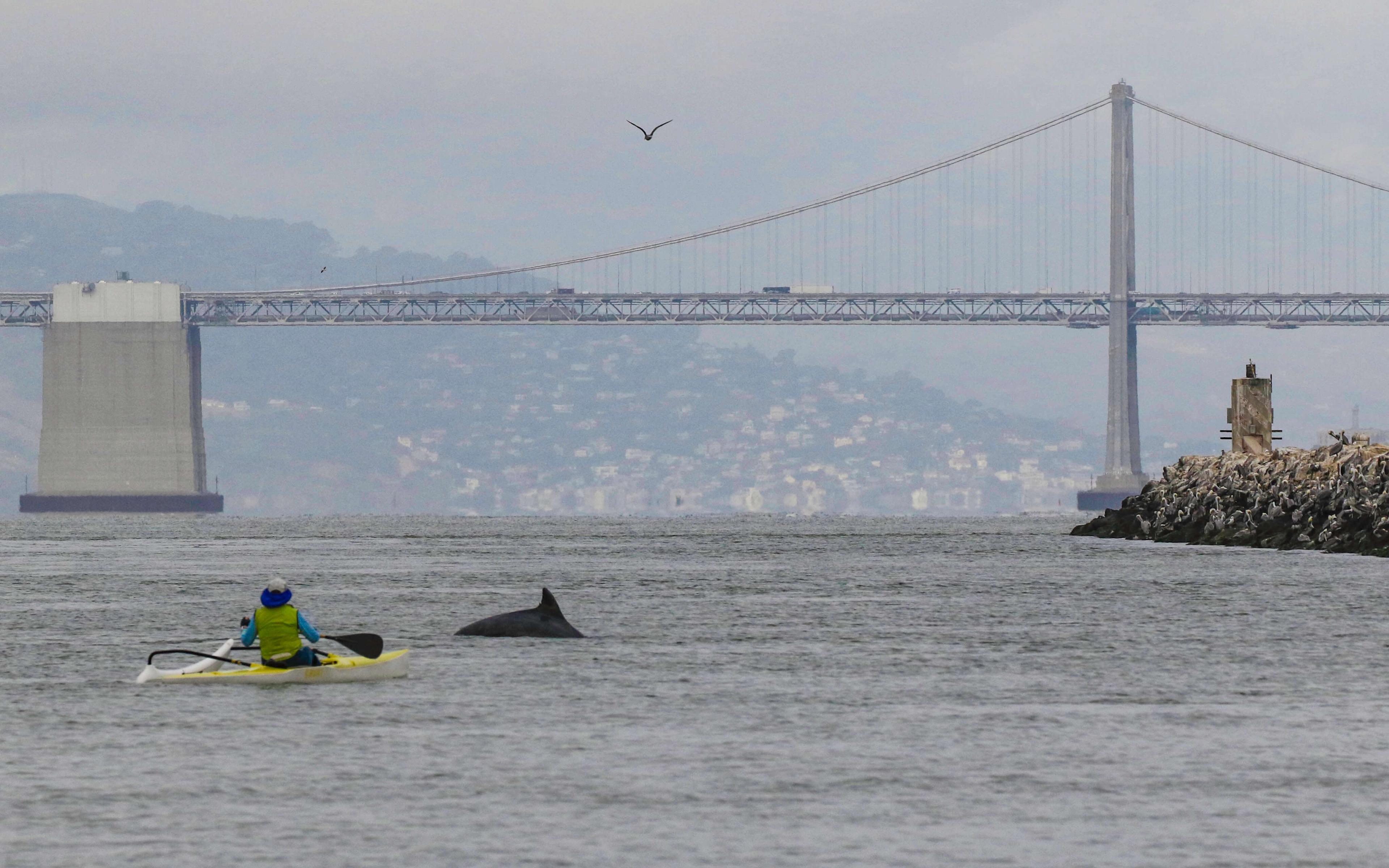 A bottlenose dolphin rises near a kayaker off the coast of Alameda in San Francisco Bay on October 11, 2018.
Photo: Bill Keener © The Marine Mammal Center