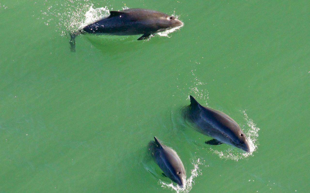 An aerial view of several harbor porpoises swimming near the mouth of San Francisco Bay directly underneath the Golden Gate Bridge.
Photo: Marc Webber © The Marine Mammal Center