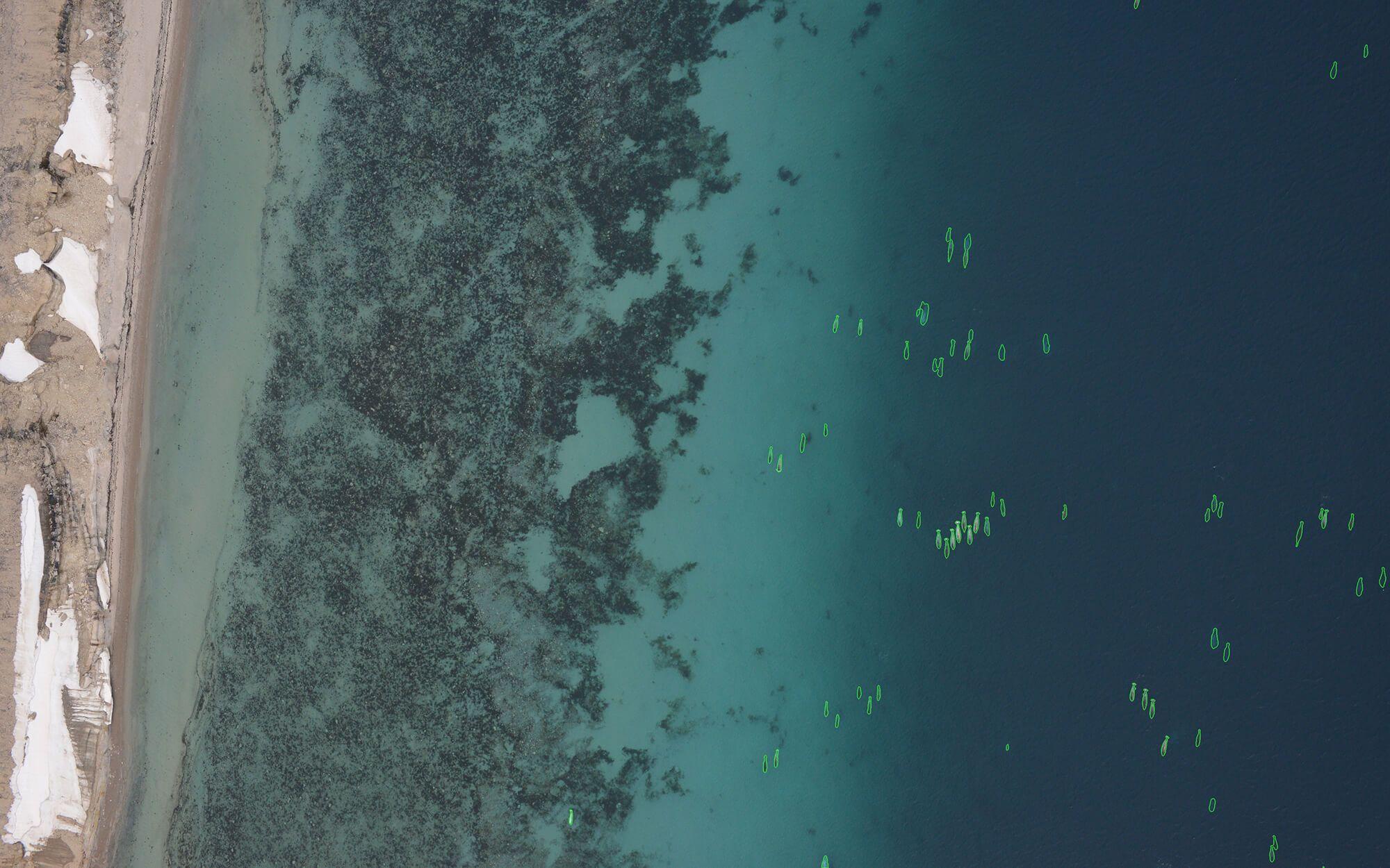 Aerial image featuring whales in deep water near a shallower bank. Whales were detected by Möbius and outlined in green. Land features detected by Möbius are outlined in yellow (left).
Photo: Fisheries and Oceans Canada