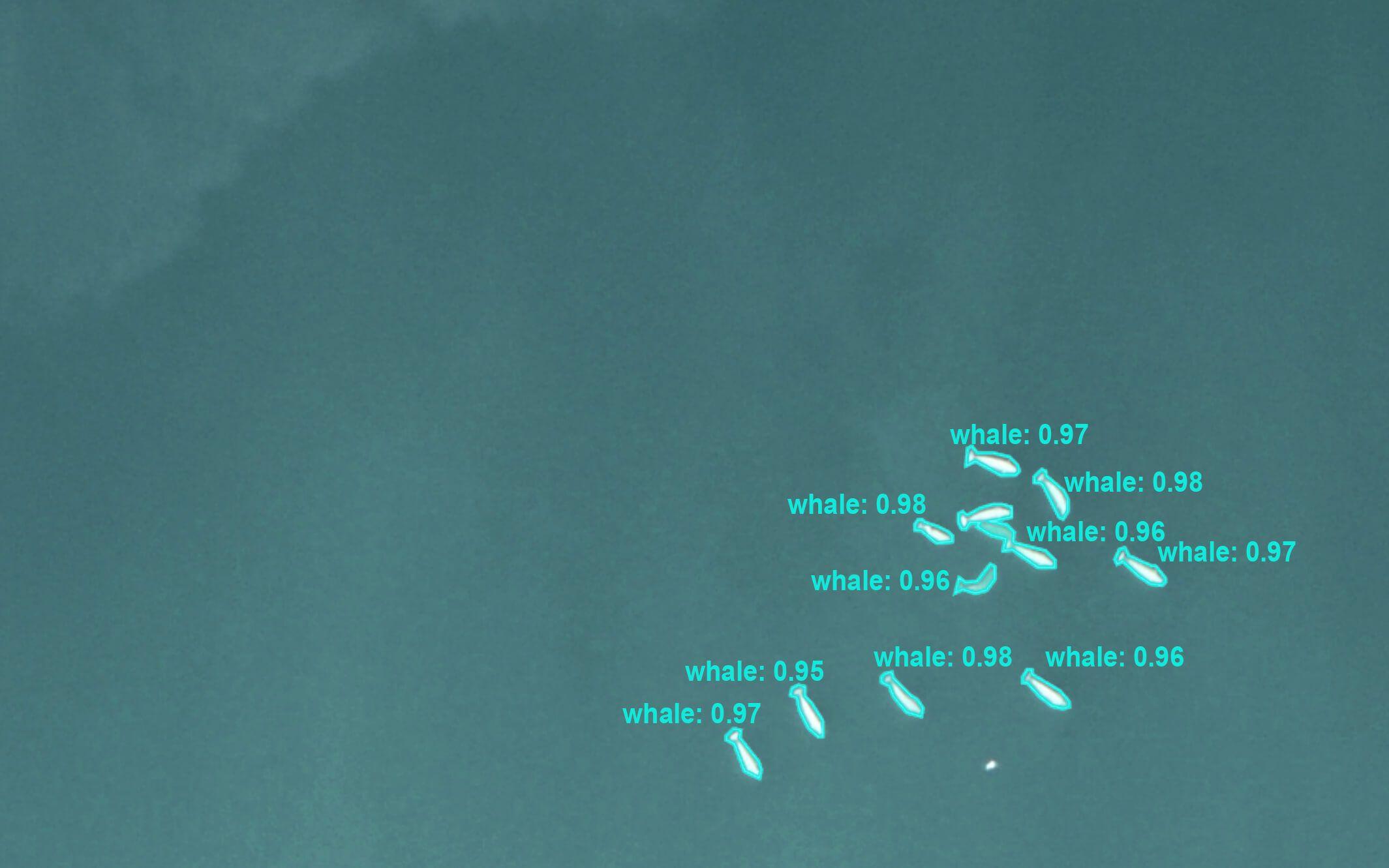Aerial image featuring a close crop of a beluga pod. Each beluga was detected by Möbius, Whale Seeker’s AI-powered image detection system. Labels show how confident Möbius was for each detection: 0.98 shows that the model was 98% confident that it found a whale.
Photo: Fisheries and Oceans Canada