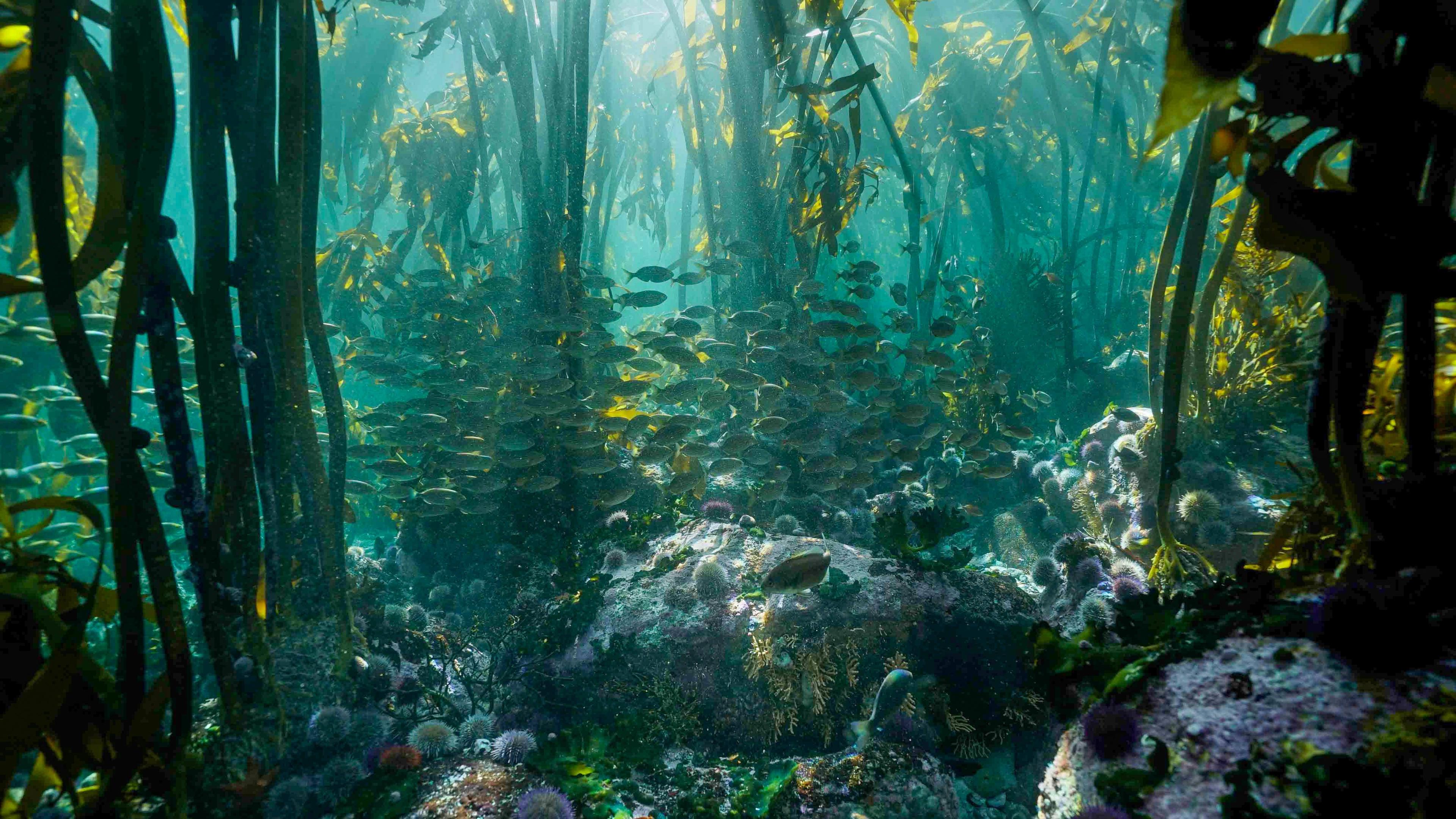 The Sea Change Project’s work emerges from a unique, fundamental practice – a daily dive into the Great African Seaforest by each team member.
Photo: The Sea Change Project