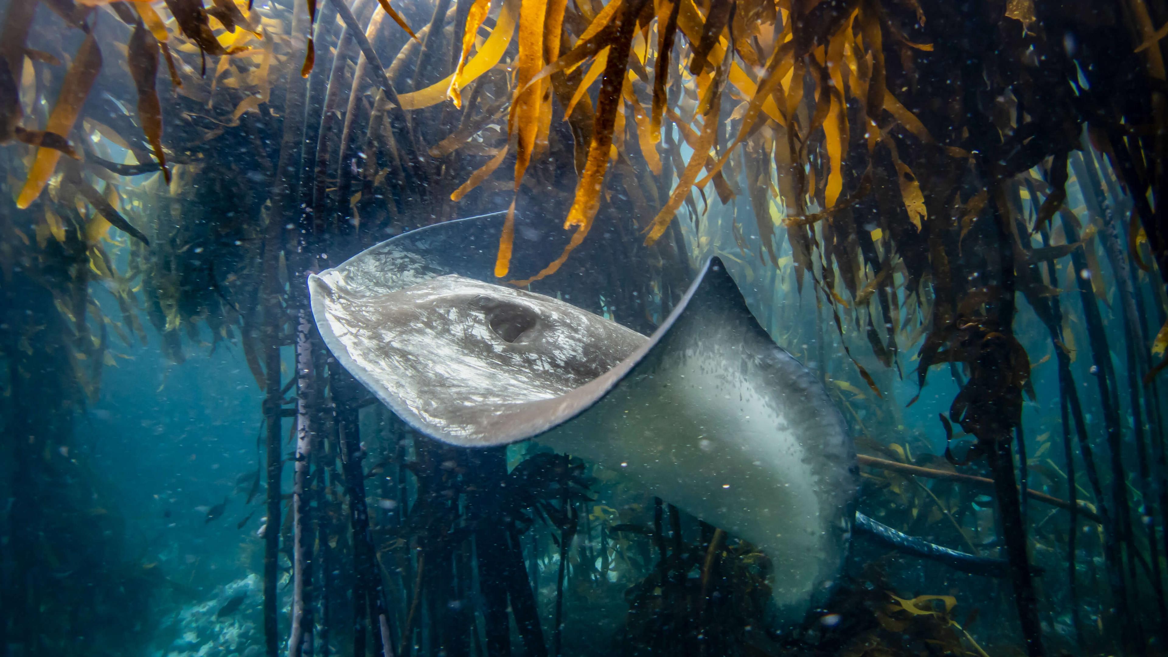 The Sea Change Project’s mission extends beyond the kelp forests. They aim to help humanity recover from our damaging fragmentation from the natural world.
Photo: The Sea Change Project
