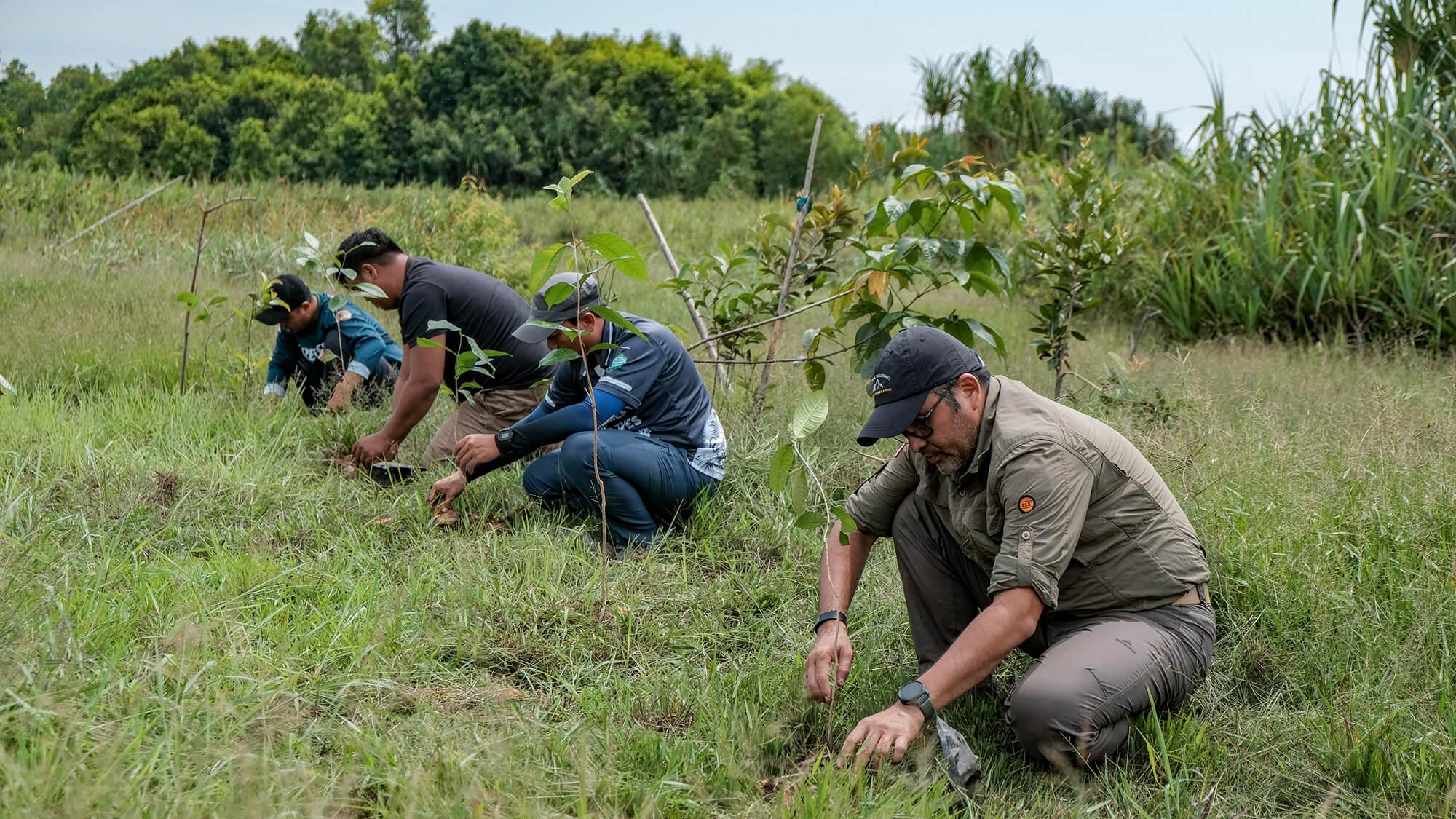 ASRI has restored over 41,000 hectares of land, and an estimated 50,000 trees have already been protected thanks to their chainsaw buyback programme.
Photo: Alam Sehat Lestari