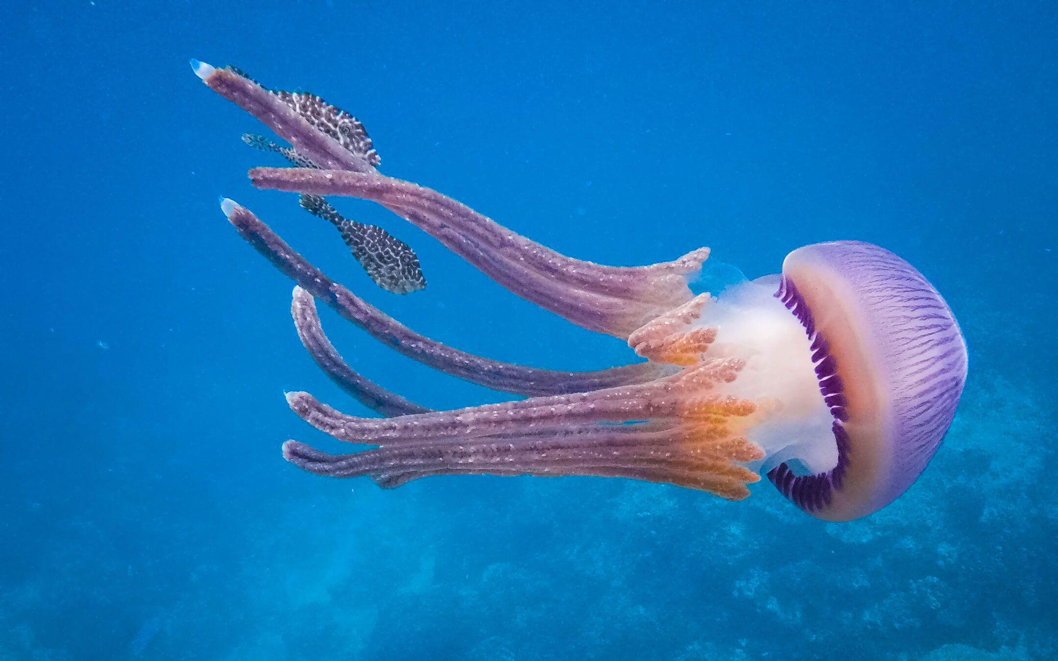 Home to over 500 species of fish and 235 species of coral, Danjugan islands is a perfect example of the rich biodiversity of the Philippines.
Photographer: Kimberly Casipe