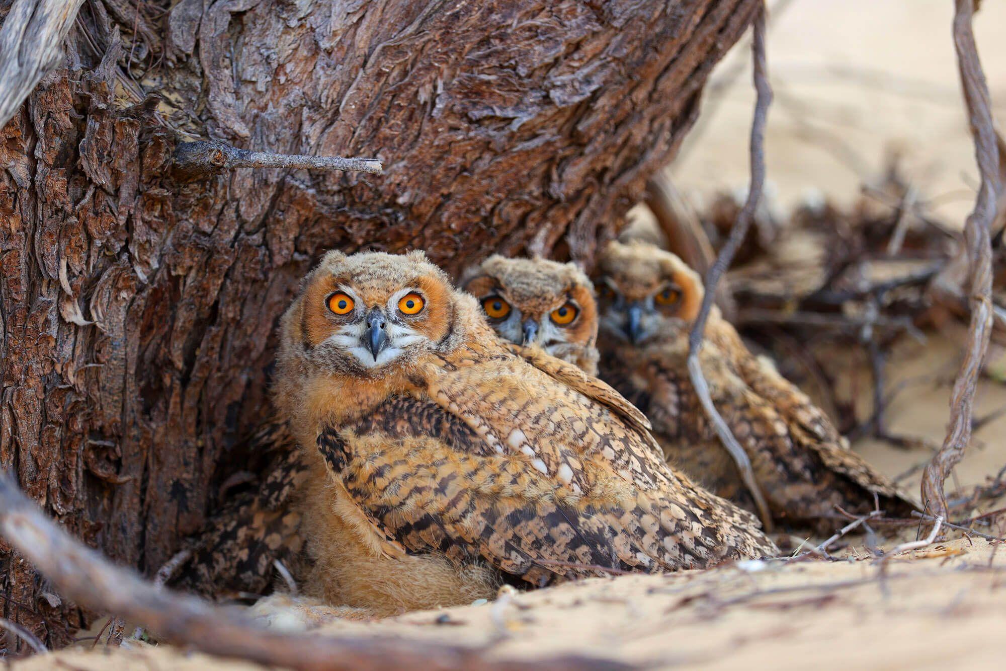 Next generation: the three nestlings matured into Desert Eagle Owls. Photographer: Ali bin Thalith. Location: Al Qudra Lake, Dubai, United Arab Emirates.