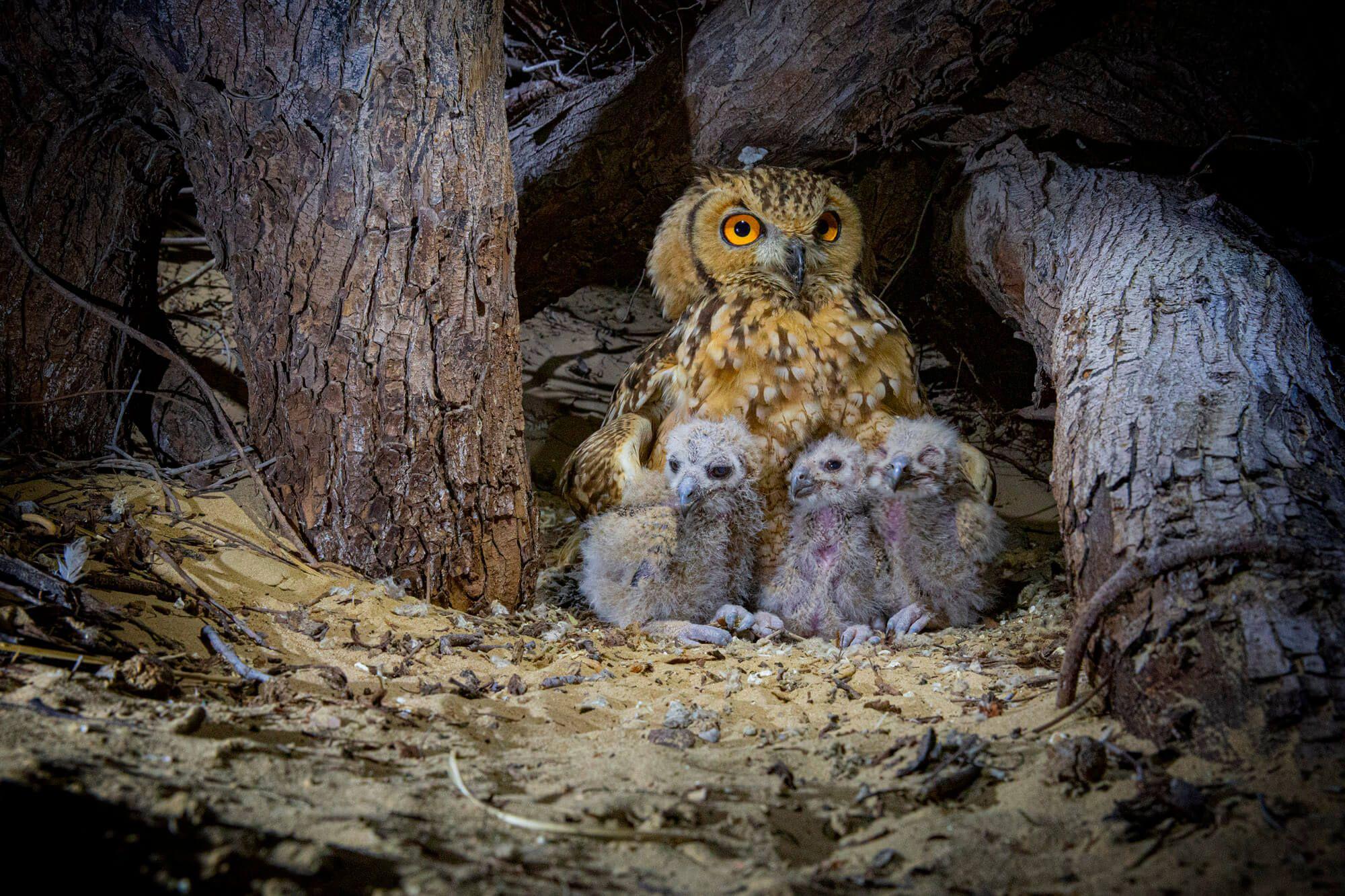 The female Desert Eagle Owl’s role is to protect the owlets from danger and desert predators. Photographer: Ali bin Thalith. Location: Al Qudra Lake, Dubai, United Arab Emirates.