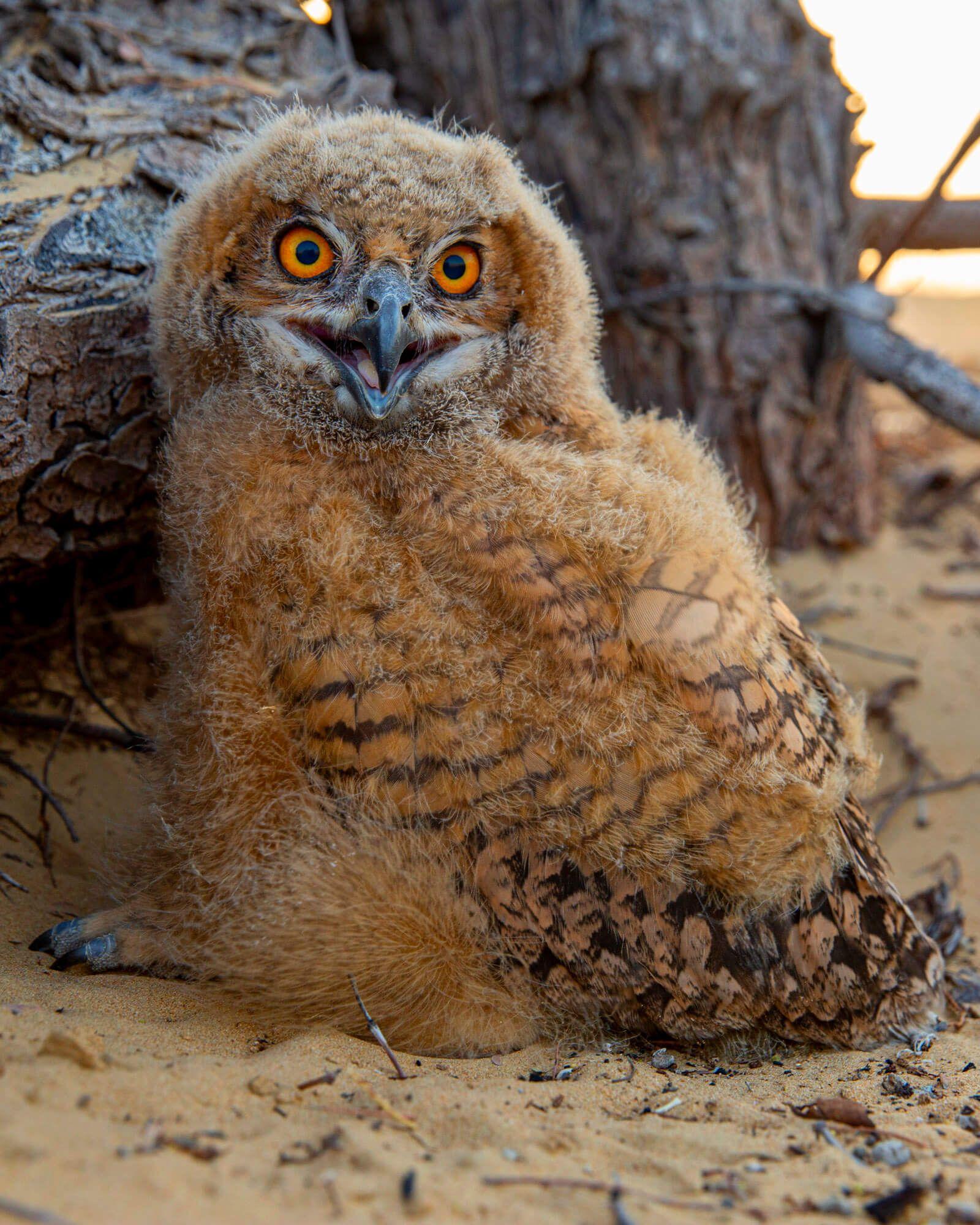 A Desert Eagle Owlet maturing. Photographer: Ali bin Thalith. Location: Al Qudra Lake, Dubai, United Arab Emirates.