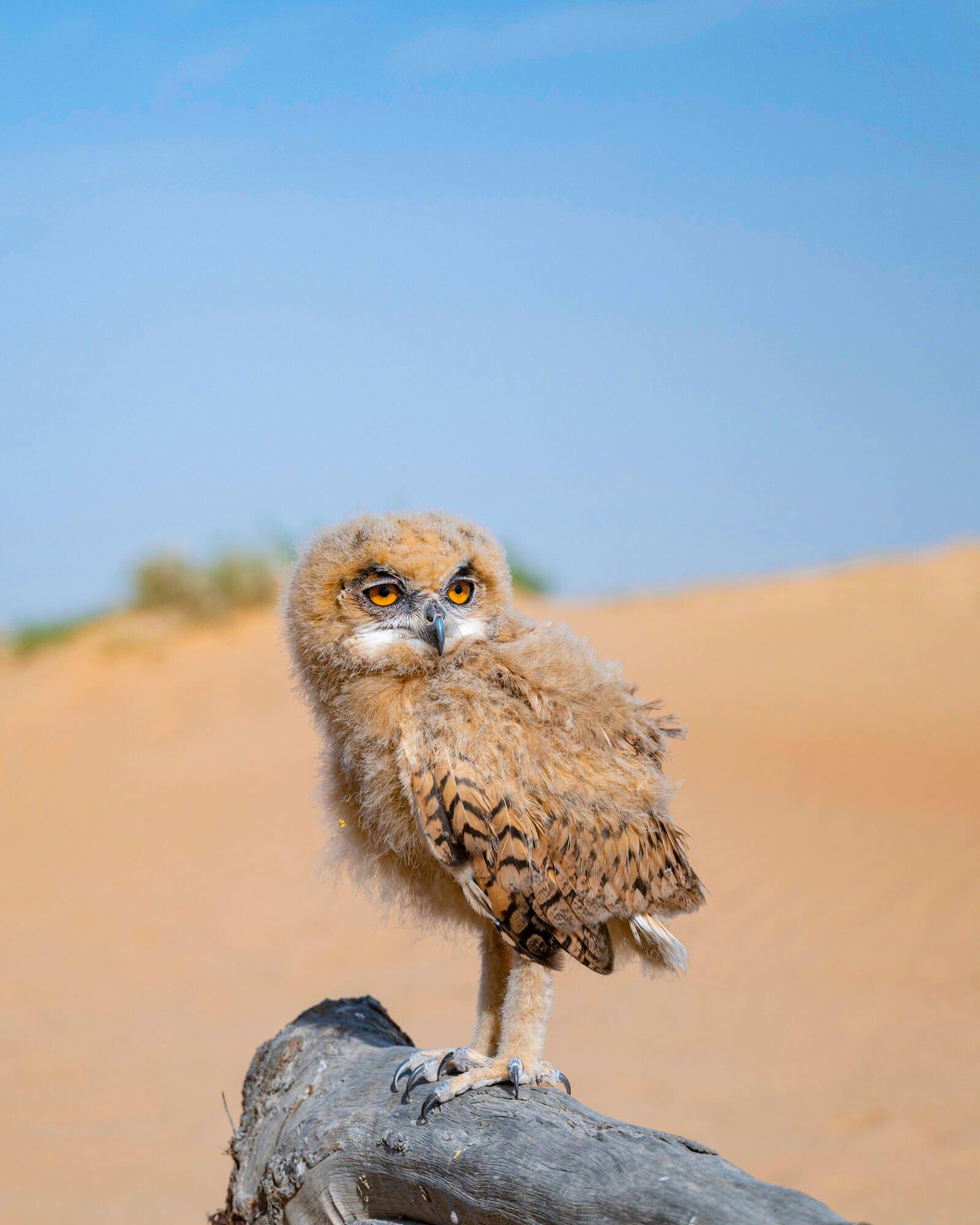 A Desert Eagle Owl out of the nest as they begin to explore flight. Photographer: Ali bin Thalith. Location: Al Qudra Lake, Dubai, United Arab Emirates.